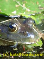 /home//u458753944/public_html/sourcegallery//////Frogs/More bullfrogs/P9060095.JPG